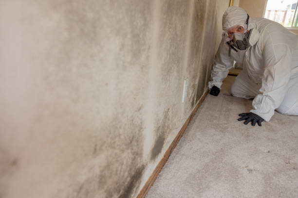 Best Crawl Space Mold Remediation  in La Crescent, MN